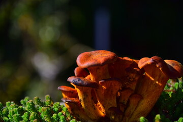 mushroom on the tree