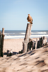 Small eagle at the beach on a post