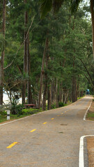 road in the pine tree forest