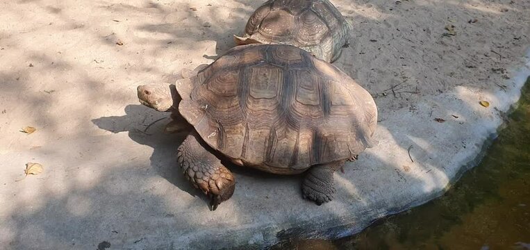 A large turtle walks past a mating turtle at a zoo in Bangkok, Thailand.