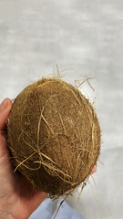 whole coconut in hand on gray background, tropical fruit, healthy food concept, vitamins