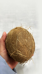 whole coconut in hand on gray background, tropical fruit, healthy food concept, vitamins