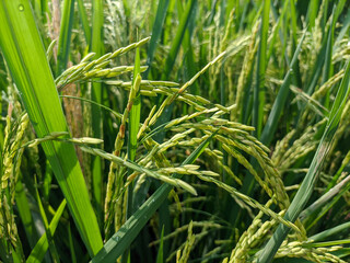 Obraz premium Close-Up of Lush Green Rice Plants in Sunlit Field