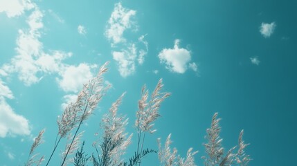 Sky with Clouds and Grass in Bright Daylight