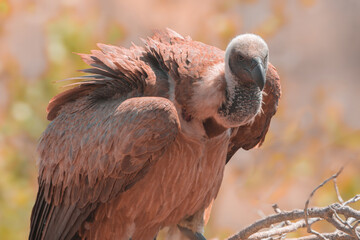 vulture in the wild