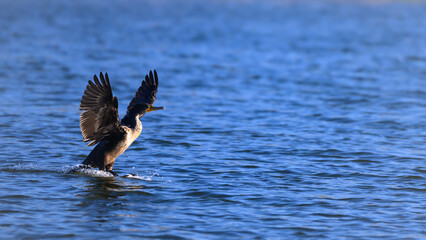 cormorant in flight