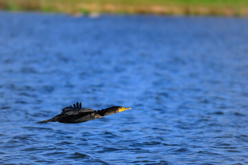 Commorant in flight 