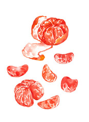 set of watercolor drawings of tangerines christmas illustration
