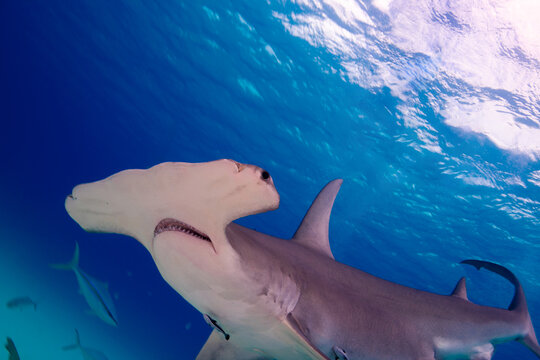 A giant hammer head shark swimming through the water