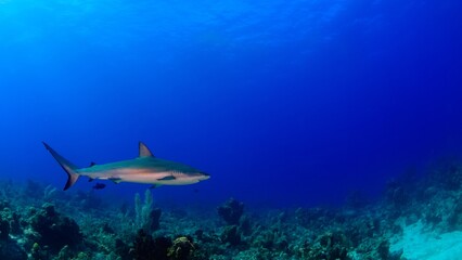 Reef Shark Cruising the Reef