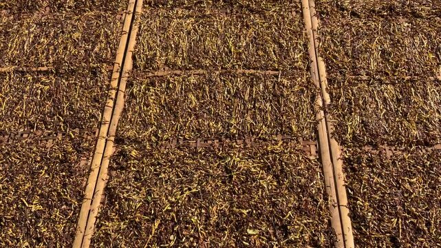 Video about tobacco leaves that have been chopped above called "Rigen" in Java or bamboo mats that are being dried in the sun