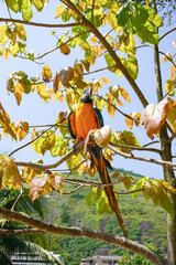 Vibrant Blue-and-Yellow Macaw