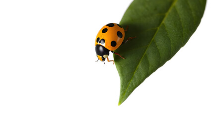 Fototapeta premium Yellow and black ladybug perched on dark green leaf, plain white background.