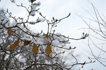 magnolia buds in ice. magnolia branch in early spring, close-up. Magnolia buds after the first snow. isolated on natural blurred background. beauty of nature. autumn park. cold season