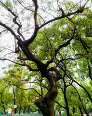 Fototapeta premium Twisted Tree Trunk in a Lush Green Urban Park 