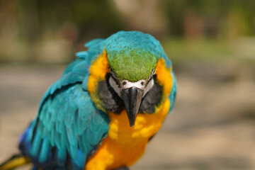 Vibrant Blue-and-Yellow Macaw