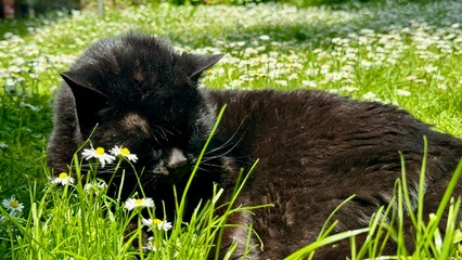 Schwarze Katze schläft