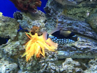 sea ​​world, fish, poisonous fish, sea urchin, underwater world, mussels