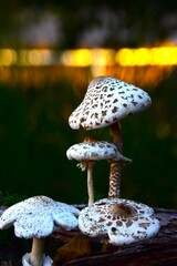mushrooms in the forest
