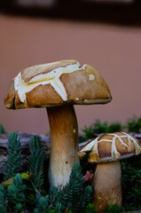 mushrooms in the forest