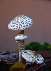 mushroom in the forest