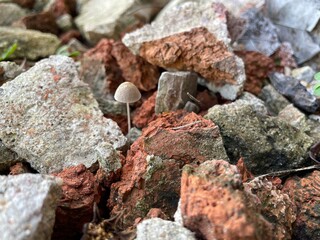 Image of a small mushroom growing from a pile of rocks.