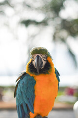 Vibrant Blue-and-Yellow Macaw