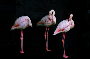 Three full-length flamingos on a black background.