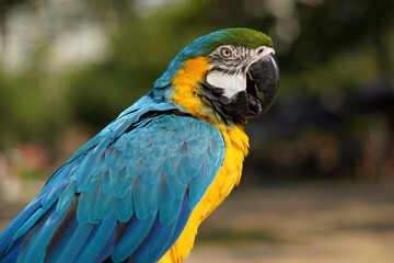 Vibrant Blue-and-Yellow Macaw