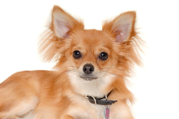 chihuahua puppy dog is resting on a white background