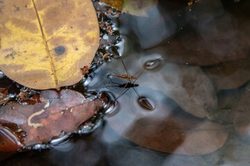 life on Pond Skaters in water stream