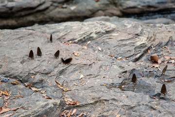 butterfly in the waterfall forest