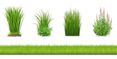 Naadloos Fotobehang Airtex A set of fresh grass blades, forming borders and tufts, isolated on a white background, depicting a modern, realistic scene of green grass, weed plants, and a spring or summer field, garden, or © Mark