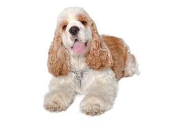 Happy american cocker spaniel dog on a white background