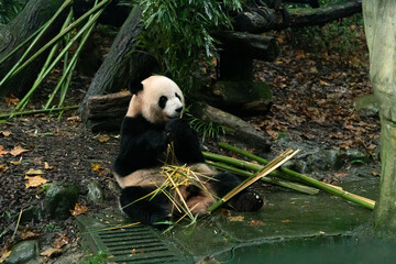 Giant pandas in Dujiangyan Panda Valley, Sichuan Province, China