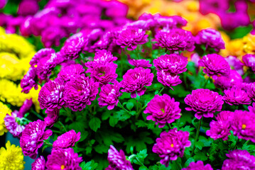 Fototapeta premium Multicolored chrysanthemums on a green natural background