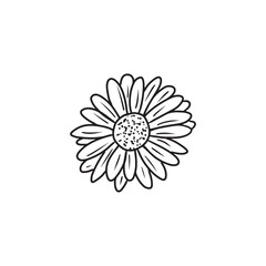 An elegant and beautiful daisy chrysanthemum flower in black isolated on white background. Hand drawn vector sketch illustration in doodle engraved vintage line art style. Coloring book, plant