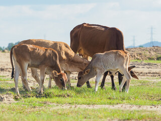 Cows in the countryside pasture