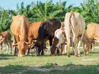 Cows in the countryside pasture