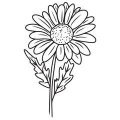 An elegant and beautiful daisy chrysanthemum flower in black isolated on white background. Hand drawn vector sketch illustration in doodle engraved vintage line art style. Coloring book, plant