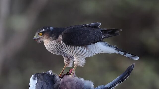 Male Sparrowhawk (Accipiter nisus), feeding on a pigeon in Scotland.