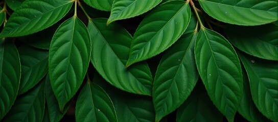 Fototapeta premium Oil Painting Dark Green Leaves Texture Emphasizing Natures Sustainability