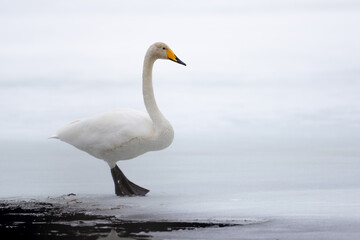Whooper swan on ice