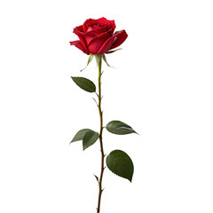 Single red rose isolated on white or transparent background