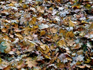 yellow leaves lie on the road in autumn