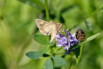 Silver Y Moth (Autographa gamma) perched on purple flower in Zurich, Switzerland