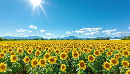 Obraz premium A field of sunflowers under a vivid blue sky.