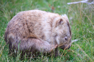Wombat Grazing Peacefully in Natural Habitat, Wilsons Prom, Australia