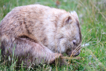 Wombat Grazing Peacefully in Natural Habitat, Wilsons Prom, Australia