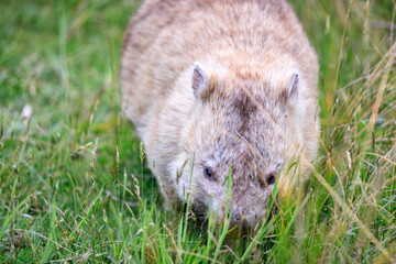 Fototapeta premium Wombat Grazing Peacefully in Natural Habitat, Wilsons Prom, Australia